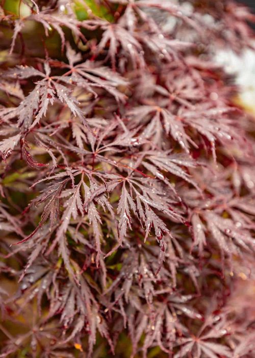 Close-up of red Japanese maple leaves with dew drops in the morning light.